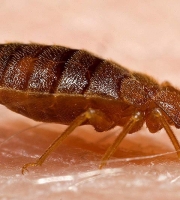 side-view-bed-bug-drinking-blood